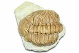 Bargain, Lochovella Trilobite - Black Cat Mountain, Oklahoma #363003-2